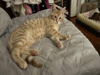 Rescue Domestic Short Hair Cats for Adoption in Hagerstown, Maryland - BLUEBERRY CHEESECAKE | PetCurious