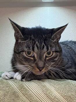 Papito -  Domestic Short Hair Cat for Adoption in Bellevue, Washington - Papito | PetCurious