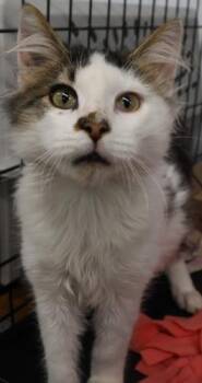 Rescue Domestic Long Hair Cats for Adoption in Thief River Falls, Minnesota - Barnie | PetCurious
