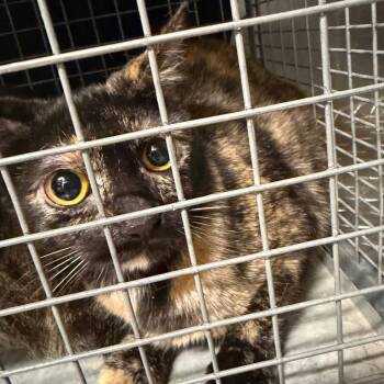 Domestic Short Hair Cats Available for Adoption - Twirl | PetCurious