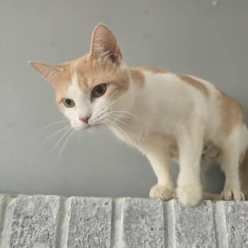 Reba -  Domestic Short Hair Cat for Adoption in Jarrettsville, Maryland - Reba | PetCurious