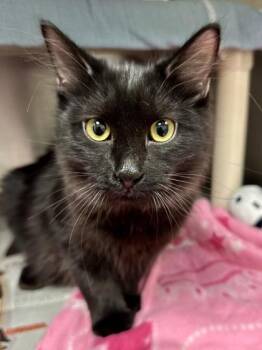 Onyx -  Domestic Medium Hair Cat for Adoption in Wichita, Kansas - Onyx | PetCurious