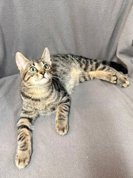 Lt. Dan -  Domestic Short Hair Cat for Adoption in Solon, Iowa - Lt. Dan | PetCurious