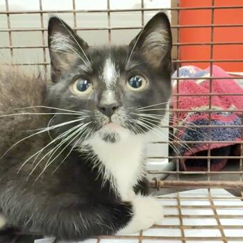 Taco 2652 -  Domestic Short Hair Cat for Adoption in Columbus, Georgia - Taco 2652 | PetCurious