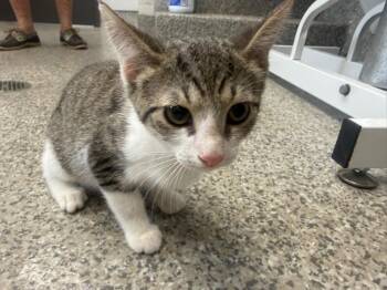 Nation -  American Shorthair Cat for Adoption in Van Wert, Ohio - Nation | PetCurious