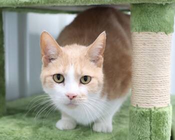 Rescue Domestic Short Hair Cats for Adoption in Lancaster, Ohio - Frankenberry | PetCurious