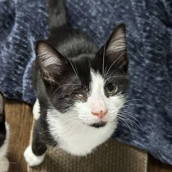 Frodo -  Domestic Short Hair Cat for Adoption in Chicago, Illinois - Frodo | PetCurious