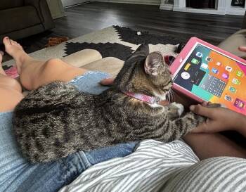 Ruby 2.0 -  Domestic Short Hair Cat for Adoption in Little Mountain, South Carolina - Ruby 2.0 | PetCurious