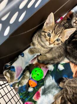 Rescue Domestic Short Hair Cats for Adoption in Hartsville, South Carolina - 25-1644 | PetCurious