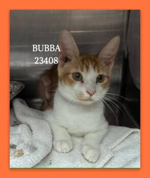 BUBBA -  Domestic Short Hair Cat for Adoption in Marietta, Georgia - BUBBA | PetCurious