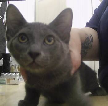 Ross -  Domestic Short Hair Cat for Adoption in Dayton, Minnesota - Ross | PetCurious