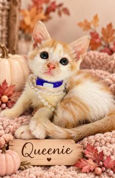 Queenie -  Turkish Van Cat for Adoption in Tavares, Florida - Queenie | PetCurious