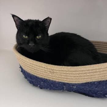 Eclipse -  Domestic Short Hair Cat for Adoption in Grantsville, Utah - Eclipse | PetCurious