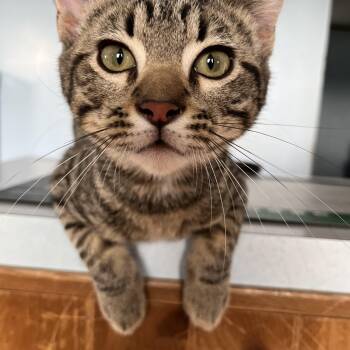 Kipling -  Domestic Short Hair Cat for Adoption in Trenton, Missouri - Kipling | PetCurious