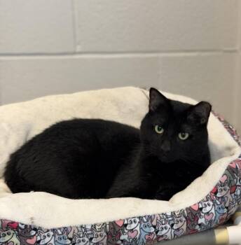 Domestic Medium Hair Cats Available for Adoption in Slidell, Louisiana - Apollo | PetCurious