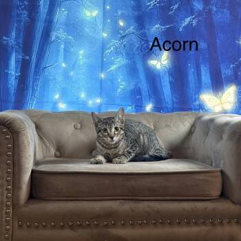 Acorn -  Domestic Short Hair Cat for Adoption in Houston, Texas - Acorn | PetCurious