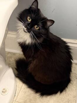 Remy -  Domestic Medium Hair and Domestic Long Hair Cat for Adoption in Salisbury, North Carolina - Remy | PetCurious