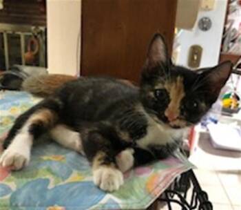 CALLIE -  Domestic Short Hair Cat for Adoption in Ocala, Florida - CALLIE | PetCurious