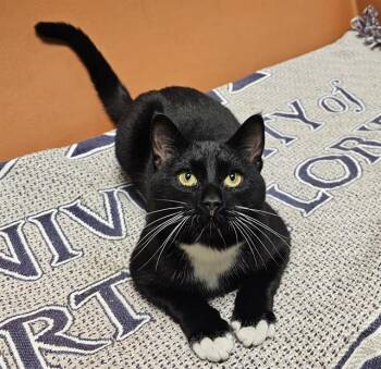 Domestic Short Hair Cats Available for Adoption - BRUNO STAR | PetCurious