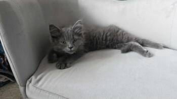 Domestic Medium Hair Cats Available for Adoption in Chicago, Illinois - Winter | PetCurious