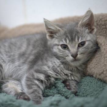 Rescue Domestic Short Hair Cats for Adoption in Milan, Pennsylvania - Pow | PetCurious