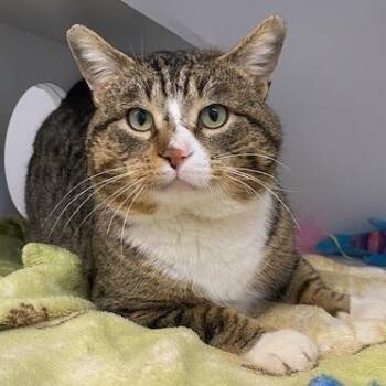 Domestic Short Hair Cats Available for Adoption - Tip Toe | PetCurious