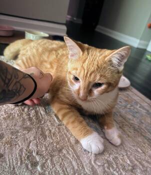 Cypher -  Domestic Short Hair Cat for Adoption in Reston, Virginia - Cypher | PetCurious