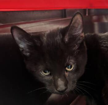 Eclipse -  Domestic Short Hair Cat for Adoption - Eclipse | PetCurious