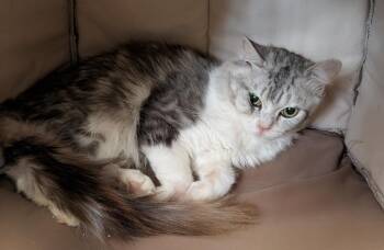Julius -  Ragdoll Cat for Adoption in Fort Myers, Florida - Julius | PetCurious