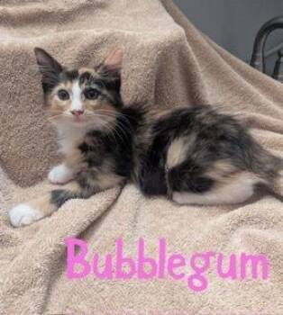 Bubblegum -  Domestic Long Hair and Manx Cat for Adoption in Ruskin, Florida - Bubblegum | PetCurious