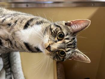 Rescue Domestic Short Hair Cats for Adoption in Port Jefferson Station, New York - Bravo | PetCurious