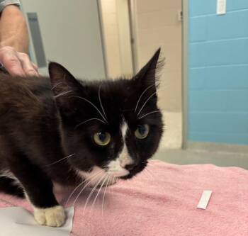 Suit -  Domestic Short Hair Cat for Adoption in Frankfort, Kentucky - Suit | PetCurious