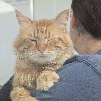 Domestic Long Hair Cats Available for Adoption in Canton, Illinois - Oliver | PetCurious