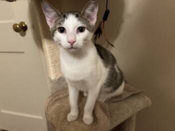 Rescue Domestic Short Hair Cats for Adoption in Fort Worth, Texas - Oscar | PetCurious