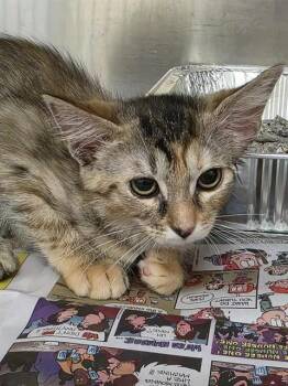 SERENA -  Domestic Short Hair Cat for Adoption in Aliquippa, Pennsylvania - SERENA | PetCurious