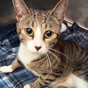 Sugar -  Domestic Short Hair Cat for Adoption in Philadelphia, Pennsylvania - Sugar | PetCurious