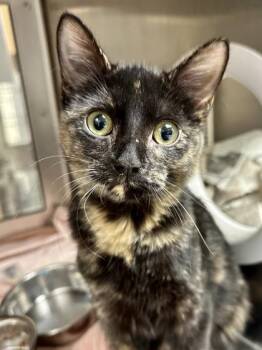 Jill -  Domestic Short Hair Cat for Adoption in Wichita, Kansas - Jill | PetCurious