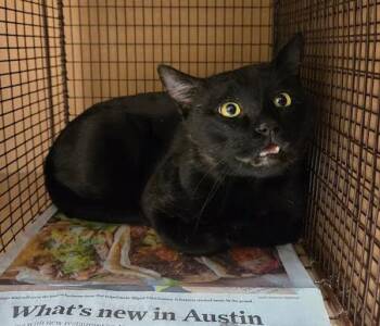 Domestic Short Hair Cats Available for Adoption - Echo | PetCurious