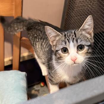 Zoey -  Domestic Short Hair Cat for Adoption in Pickering, Ontario - Zoey | PetCurious