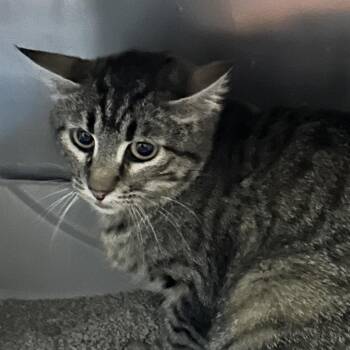 Domestic Short Hair Cats Available for Adoption in Saint Joseph, Missouri - Lava | PetCurious