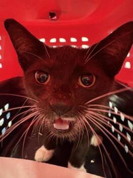 Biscuits -  Domestic Short Hair Cat for Adoption in West Chester, Pennsylvania - Biscuits | PetCurious