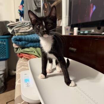 Rescue Domestic Short Hair Cats for Adoption in Yucaipa, California - Indiana Jones | PetCurious