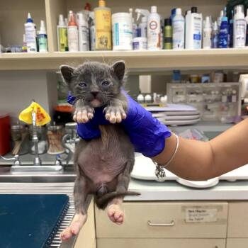 Domestic Short Hair Cats Available for Adoption in Westminster, California - Culvert | PetCurious