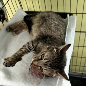 Domestic Short Hair Cats Available for Adoption in Brownsboro, Alabama - Mopsy | PetCurious