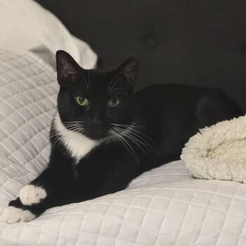 Rescue Domestic Short Hair Cats for Adoption in Alexandria, Virginia - Bobby | PetCurious