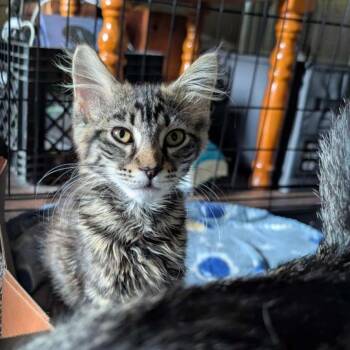 Domestic Medium Hair Cats Available for Adoption in Milan, Illinois - Olive | PetCurious