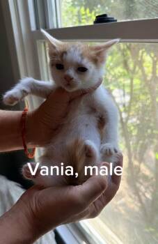 Vania -  Domestic Short Hair Cat for Adoption in Shrewsbury, Massachusetts - Vania | PetCurious