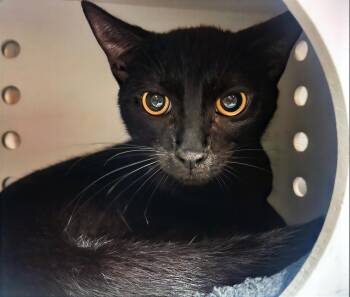 Freddy Mercury -  Domestic Short Hair Cat Available for Adoption in Nashville, Tennessee - Freddy Mercury | PetCurious