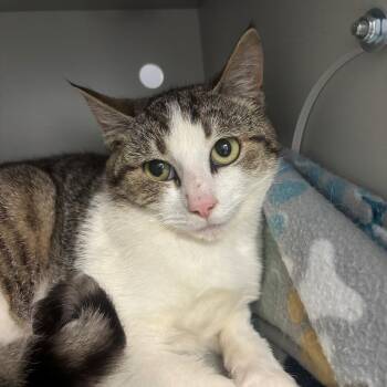 Domestic Short Hair Cats Available for Adoption in Edinburg, Virginia - Saphire | PetCurious