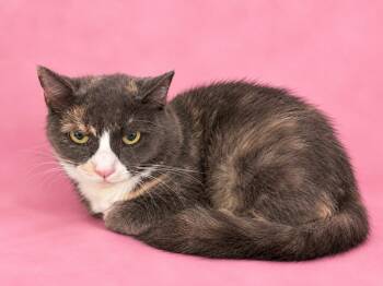 Daffodil -  Domestic Short Hair Cat for Adoption in Valdosta, Georgia - Daffodil | PetCurious